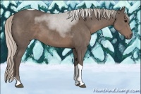 Horse Color:Silver Black Tobiano