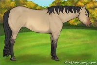 Horse Color:Bay Dun