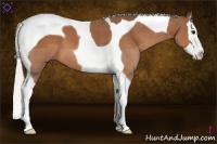 Horse Color:Silver Bay Sabino Splash Tobiano