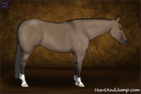 Horse Color:Liver Red Dun 
