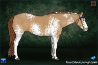 Horse Color:White Spotted Red Dun Splash 