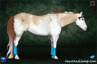 Horse Color:White Spotted Red Dun Splash 