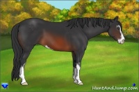 Horse Color:Brown Sabino