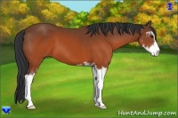 Horse Color:Brown Sabino