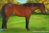 Horse Color:Brown Sabino 