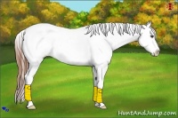 Horse Color:Red Dun Appaloosa 