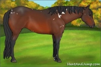 Horse Color:White Spotted Bay 