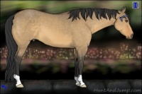 Horse Color:Buckskin Dun