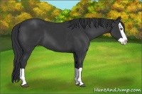 Horse Color:Black Splash