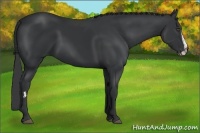 Horse Color:White Spotted Black Splash Frame