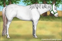 Horse Color:Black Splash Appaloosa Rabicano 