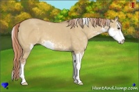 Horse Color:Red Dun Sabino