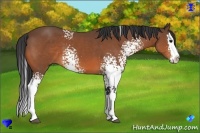Horse Color:White Spotted Bay Splash