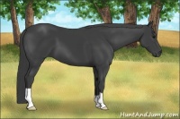 Horse Color:Smoky Black 
