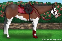 Horse Color:Bay Roan Splash