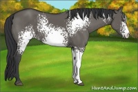 Horse Color:White Spotted Grullo