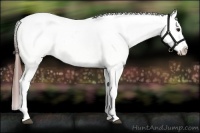 Horse Color:Bay Tobiano Appaloosa Rabicano 
