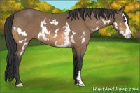 Horse Color:Buckskin Splash Frame 