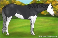Horse Color:Black Splash