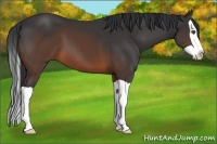 Horse Color:Brown Splash