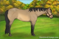 Horse Color:Buckskin Dun 
