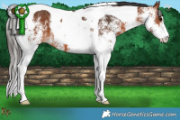 Horse Color:White Spotted Bay Tobiano 