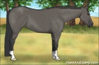 Horse Color:Grullo 