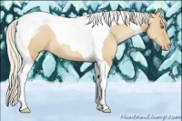Horse Color:Silver Bay Pearl Dun Tobiano 