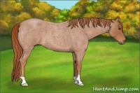 Horse Color:Red Roan 