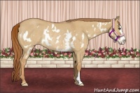 Horse Color:Red Dun Roan Splash Frame Rabicano 