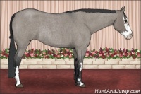 Horse Color:Grullo Roan Sabino Splash Frame Rabicano 