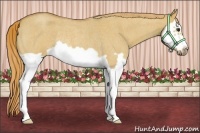 Horse Color:Red Dun Roan Splash Frame Rabicano 