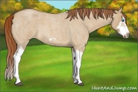 Horse Color:Red Dun Roan Splash Frame Rabicano 
