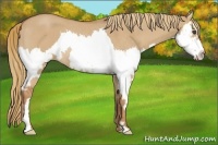 Horse Color:Red Dun Roan Splash Frame Rabicano