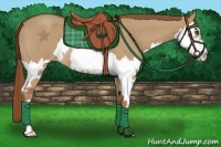 Horse Color:Red Dun Roan Splash Frame Rabicano