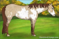 Horse Color:Red Dun Roan Splash Frame Rabicano 
