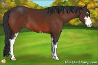 Horse Color:Bay Sabino 