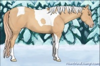 Horse Color:Gold Champagne Tobiano 