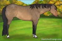 Horse Color:Brown Dun 