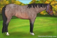 Horse Color:Bay Roan 