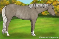 Horse Color:Silver Smoky Black Rabicano