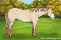 Horse Color:Red Dun Roan Splash Frame Rabicano 