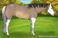 Horse Color:Buckskin Roan Splash 