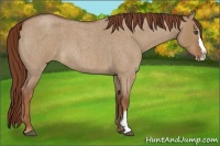 Horse Color:Red Dun Roan Splash Frame Rabicano 