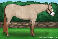 Horse Color:Red Dun Roan Splash Frame Rabicano