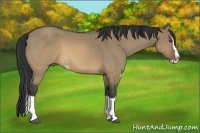 Horse Color:Brown Dun Sabino Splash Rabicano 