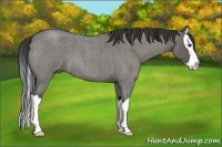 Horse Color:Grullo Roan Splash 
