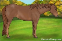 Horse Color:Chestnut Rabicano 