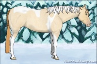 Horse Color:Gold Champagne Roan Dun Tobiano 