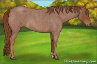 Horse Color:Red Roan 